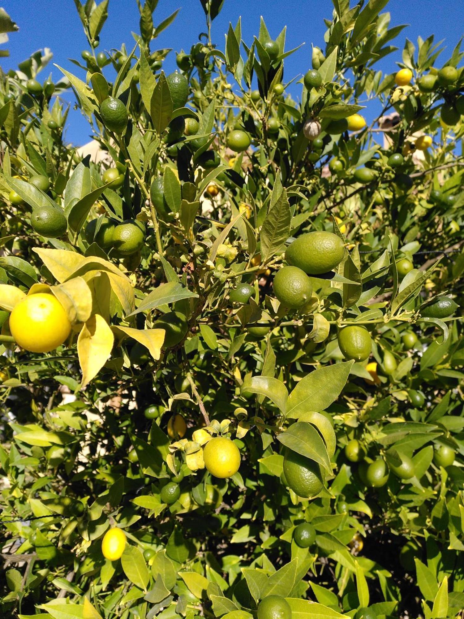 Finca Caracol Bolulla Екстер'єр фото